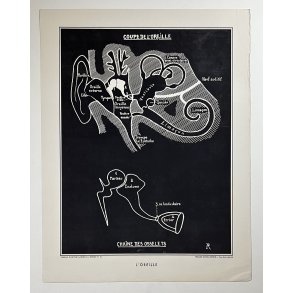 Anatomi Plakat - ret