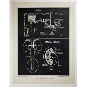 Anatomi Plakat - Hud & Urinveje