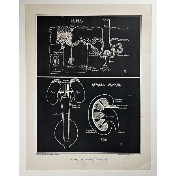 Anatomi Plakat - Hud &amp; Urinveje