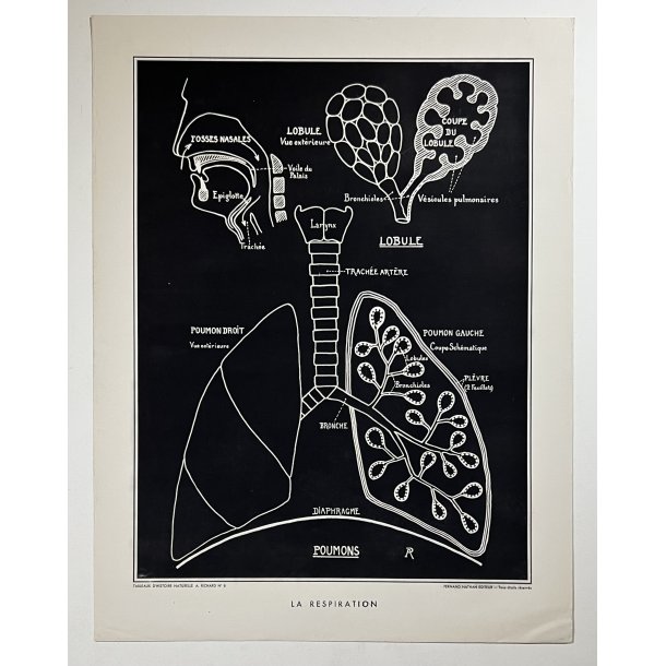 Anatomi Plakat - Luftvejene