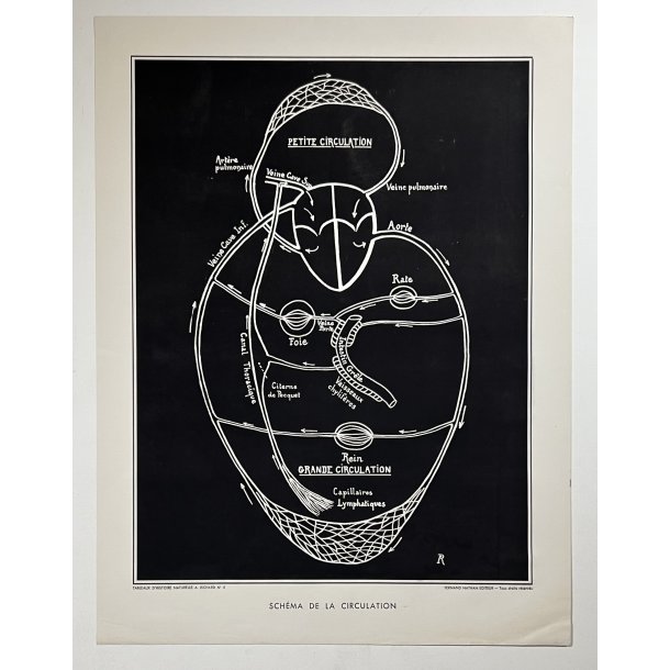 Anatomi Plakat - Kredslbet