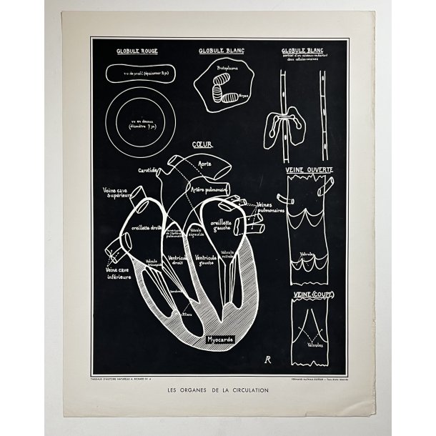 Anatomi Plakat - Kredslb med organer