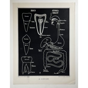 Anatomi Plakat - Tnder & Fordjelsen