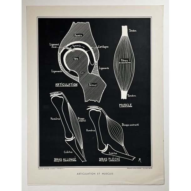 Anatomi Plakat - Led &amp; Muskler