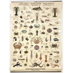 Original Plakat - Spiselige Muslinger Og Krebsdyr Etc.