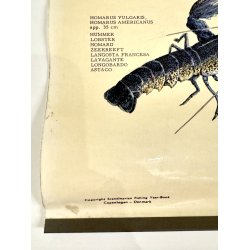 Original Plakat - Spiselige Muslinger Og Krebsdyr Etc.