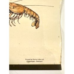 Original Plakat - Spiselige Muslinger Og Krebsdyr Etc.