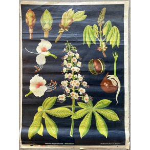 Original Plakat - Hestekastanje, Undervisningsplanche 
