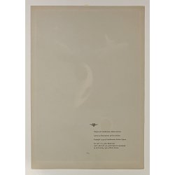 Original Plakat - The Jet Age, SAS